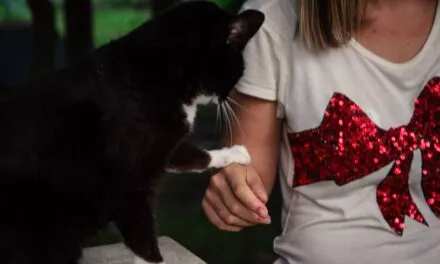 “Quarantaquattro gatti”- “44 cats” – to raise money for animal shelters of the city