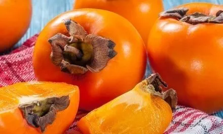Persimmon, food of the gods