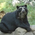 Bahia, Italy’s last Andean bear, has died. She lived with her partner in the Parco Natura Viva park in Bussolengo