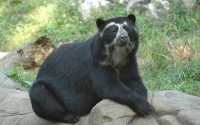 Bahia, Italy’s last Andean bear, has died. She lived with her partner in the Parco Natura Viva park in Bussolengo