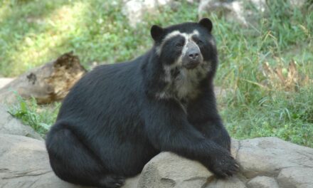 Bahia, Italy’s last Andean bear, has died. She lived with her partner in the Parco Natura Viva park in Bussolengo