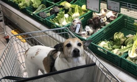 Pets in Veronese supermarkets? Yes, you can but not everywhere and with some precautions  