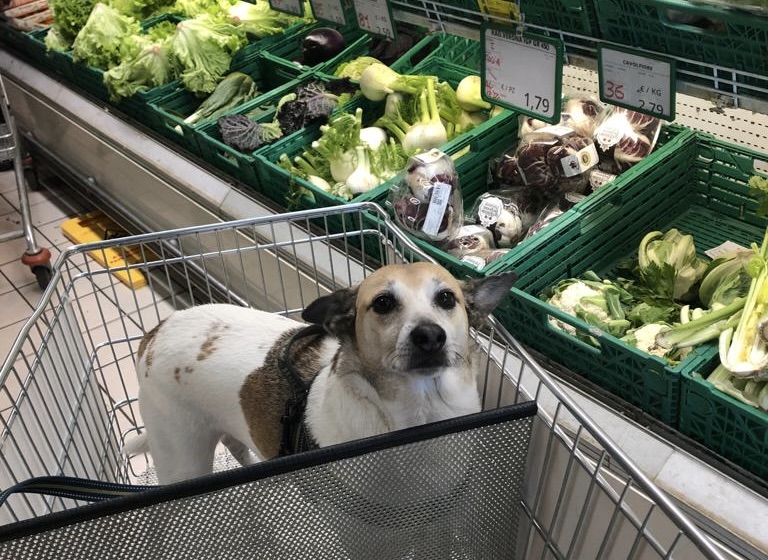 Pets in Veronese supermarkets? Yes, you can but not everywhere and with some precautions  