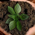 “Together green week” for the first time in Verona. Seven days for a sustainable city  