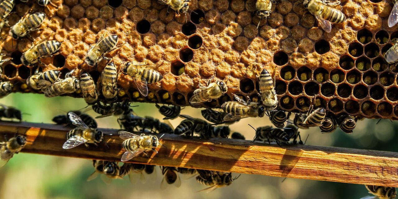 Adopting a beehive to protect biodiversity. Now the boxes of 3Bee land in Verona