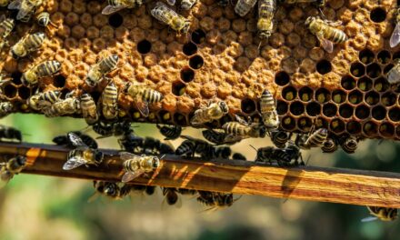 Adopting a beehive to protect biodiversity. Now the boxes of 3Bee land in Verona