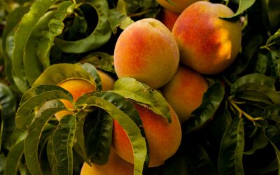 Bussolengo becomes the peach capital. From 27 July to 20 August, many initiatives and a gala dinner in the streets of the town