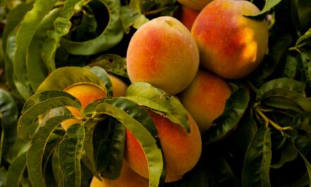 Bussolengo becomes the peach capital. From 27 July to 20 August, many initiatives and a gala dinner in the streets of the town