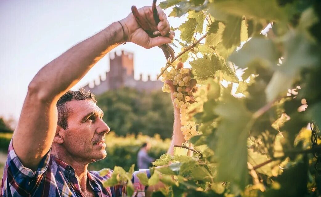 The grape harvest’s 2023 season in Soave and its strong connection with tourism