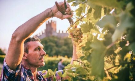 The grape harvest’s 2023 season in Soave and its strong connection with tourism