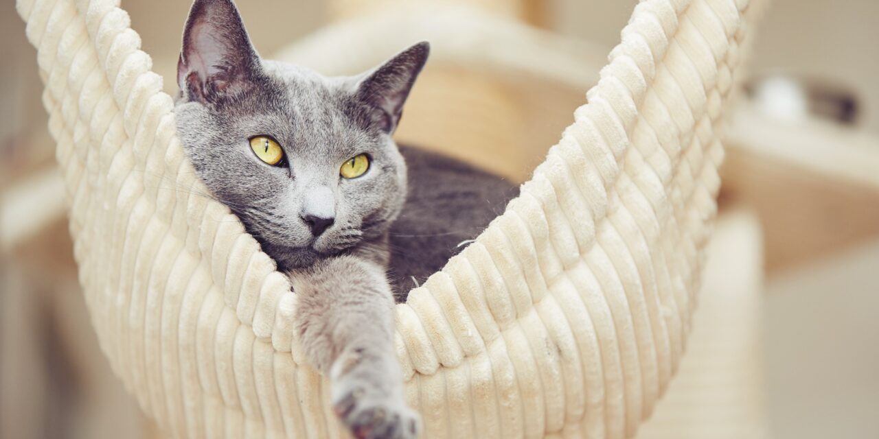 This weekend in Verona ‘The most beautiful cats in the world’. Children free of charge