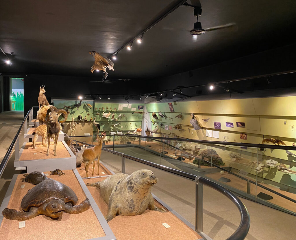 4 steps into prehistory musei civici verona